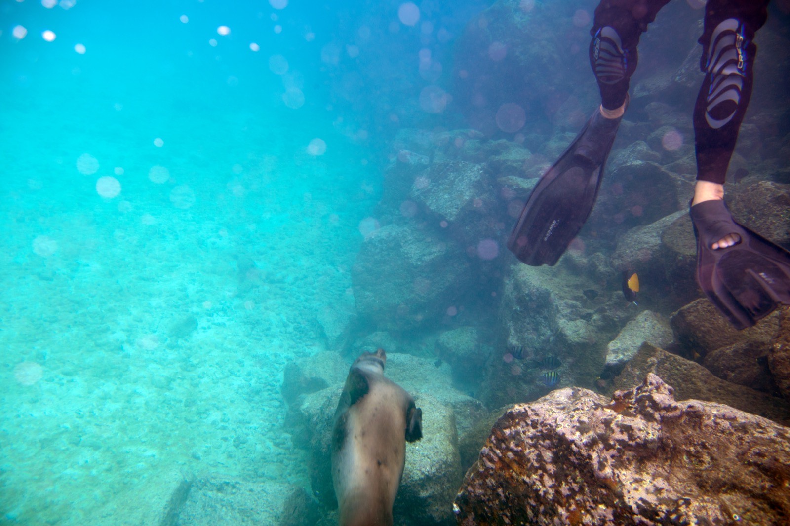 Viaje de buceo a Galápagos